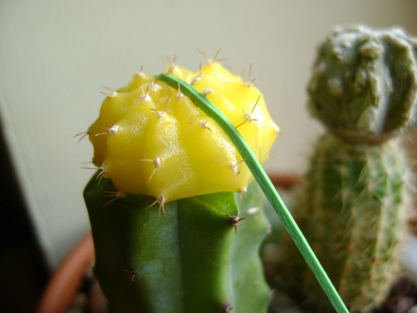 Gymnocalycium mihanovichii yellow - Cactusi 2017