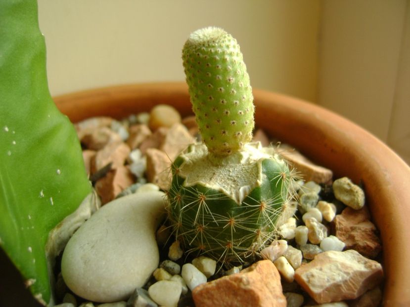Yavia cryptocarpa - Cactusi 2017