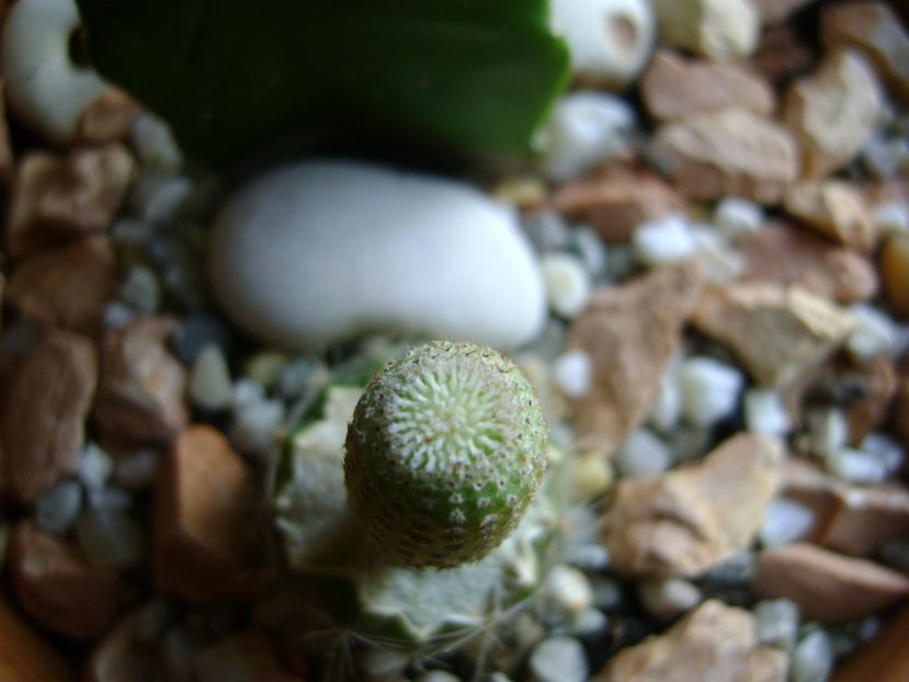 Yavia cryptocarpa - Cactusi 2017
