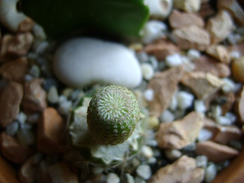Yavia cryptocarpa - Cactusi 2017