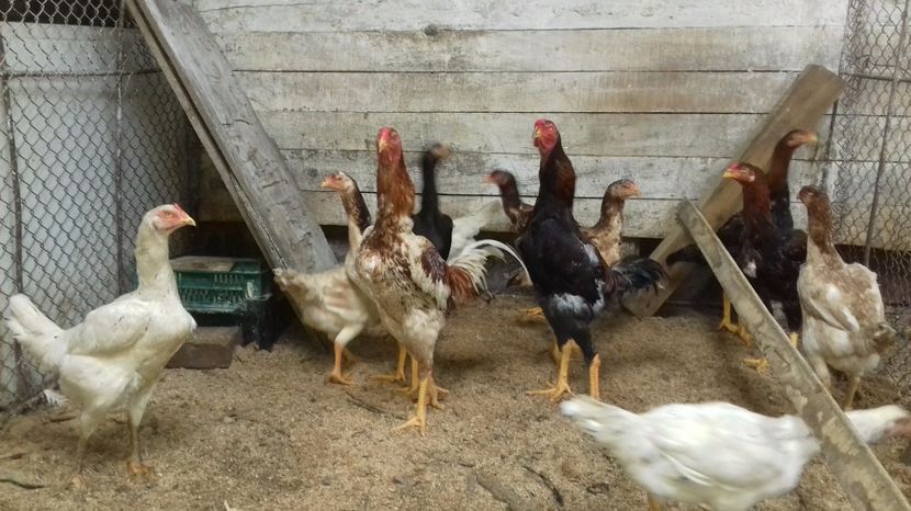  - combatant  malaezian 2017