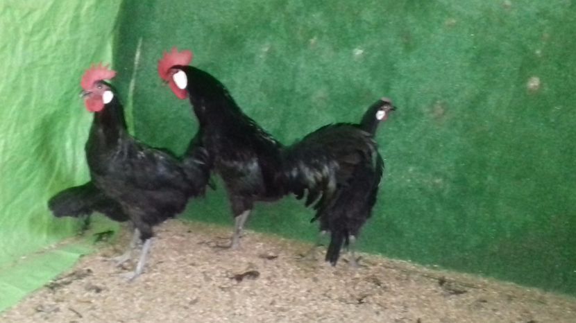 Minorca - minorca 2016