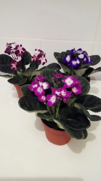 Grup violete - Saintpaulia