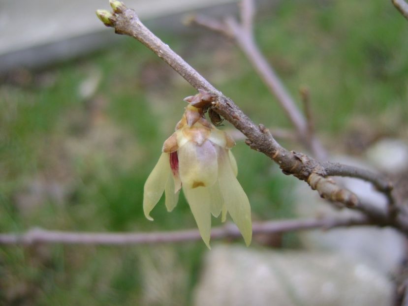 Arbustul zanei (Chimonanthus praecox) - Primavara 2017
