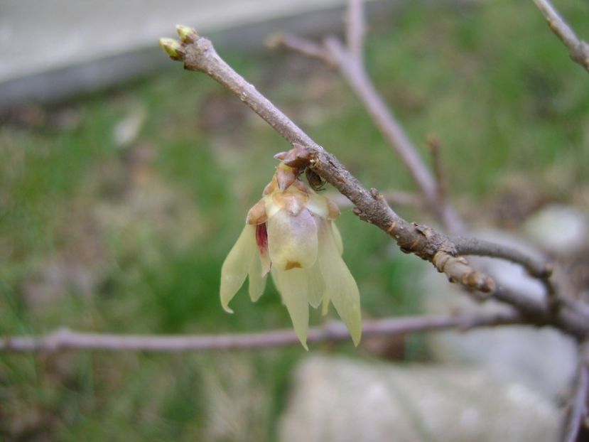 Arbustul zanei (Chimonanthus praecox) - Primavara 2017