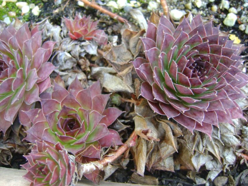 Sempervivum - Primavara 2017