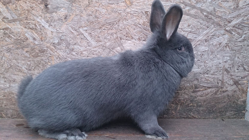  - MASCUL WIENEZ DE VANZARE