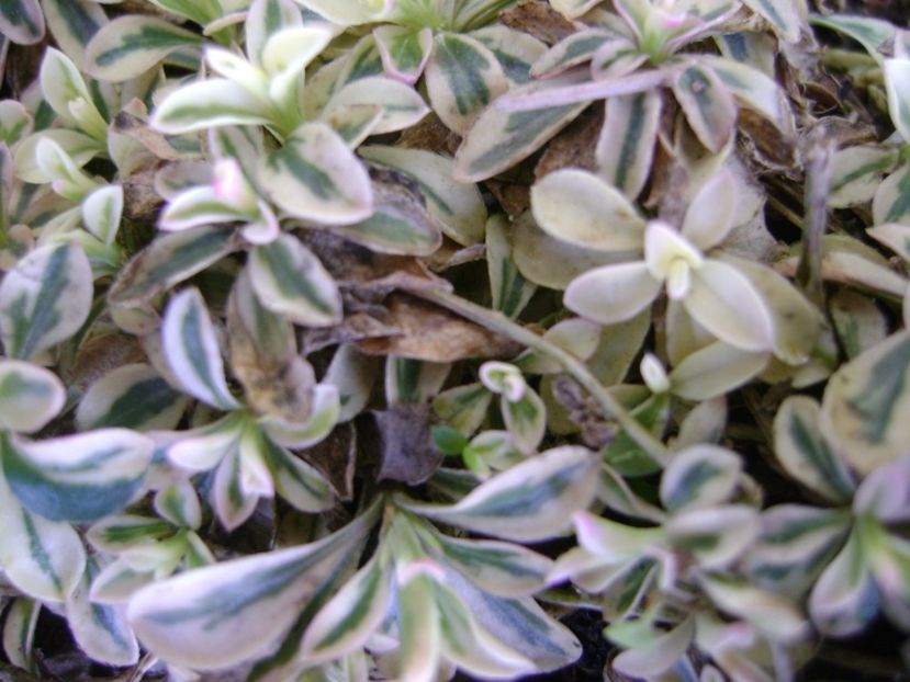 Arabis ferdinandi-coburgi variegata - Primavara 2017