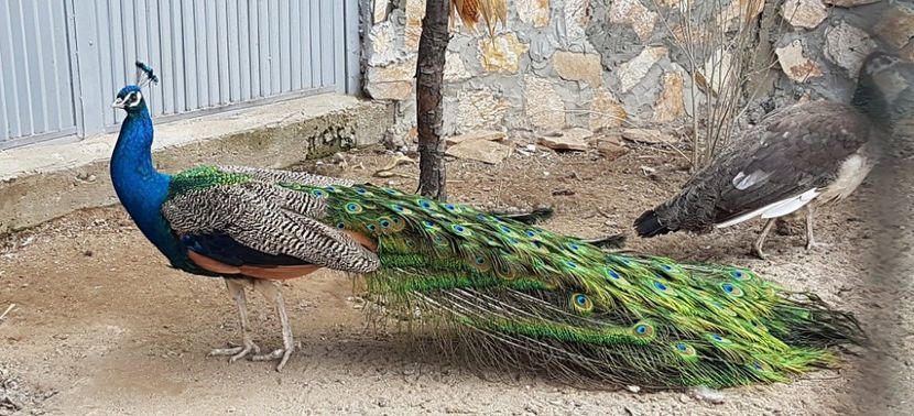 17357355_1853792661526042_1832475365_o - PAUNI