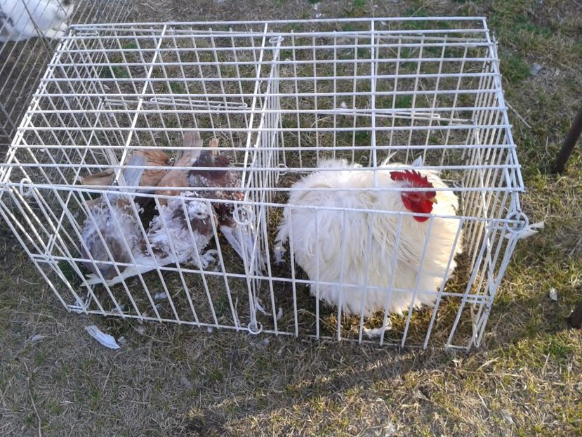 Fotografie0279 - 19 --- targ monor 12 03 2017