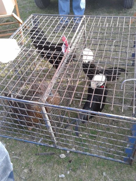 Fotografie0282 - 19 --- targ monor 12 03 2017