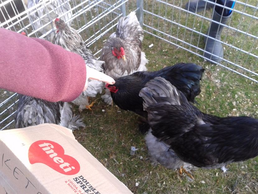 Fotografie0283 - 19 --- targ monor 12 03 2017