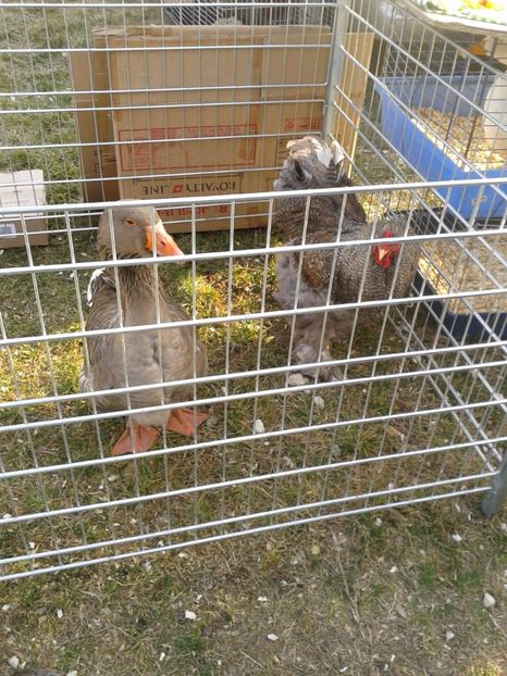 Fotografie0284 - 19 --- targ monor 12 03 2017