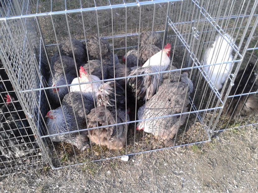 Fotografie0287 - 19 --- targ monor 12 03 2017