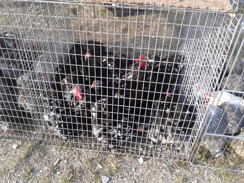 Fotografie0288 - 19 --- targ monor 12 03 2017