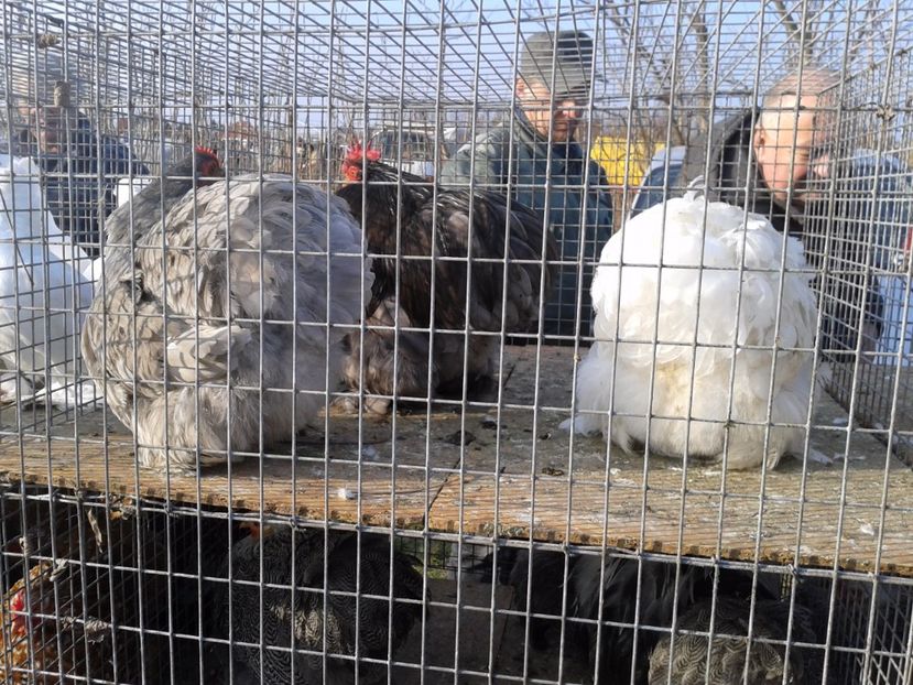 Fotografie0291 - 19 --- targ monor 12 03 2017