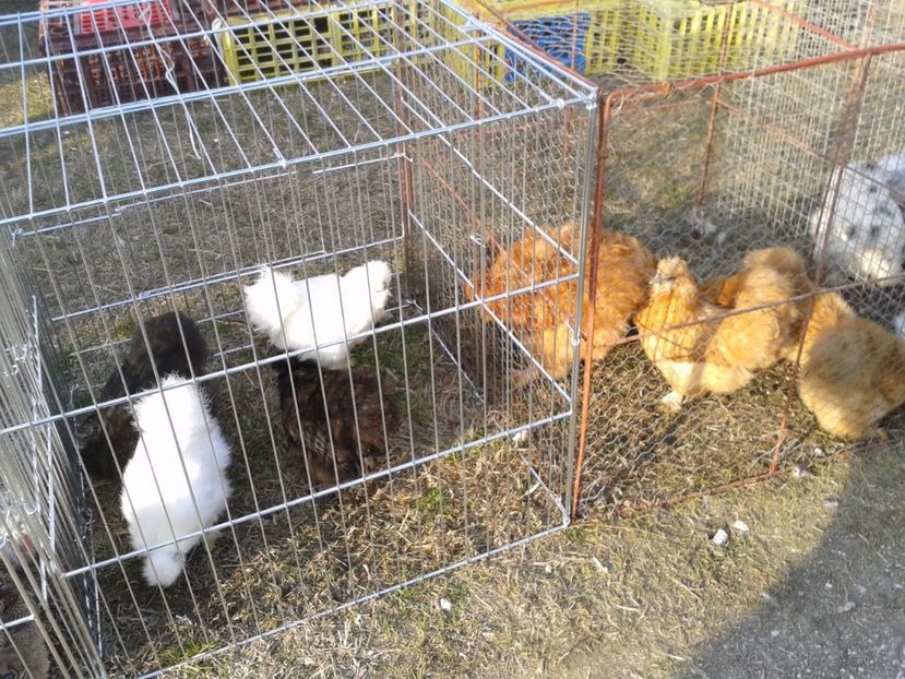 Fotografie0292 - 19 --- targ monor 12 03 2017