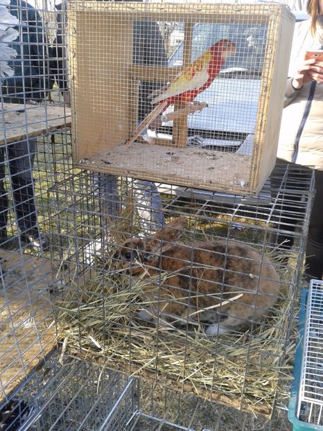 Fotografie0293 - 19 --- targ monor 12 03 2017