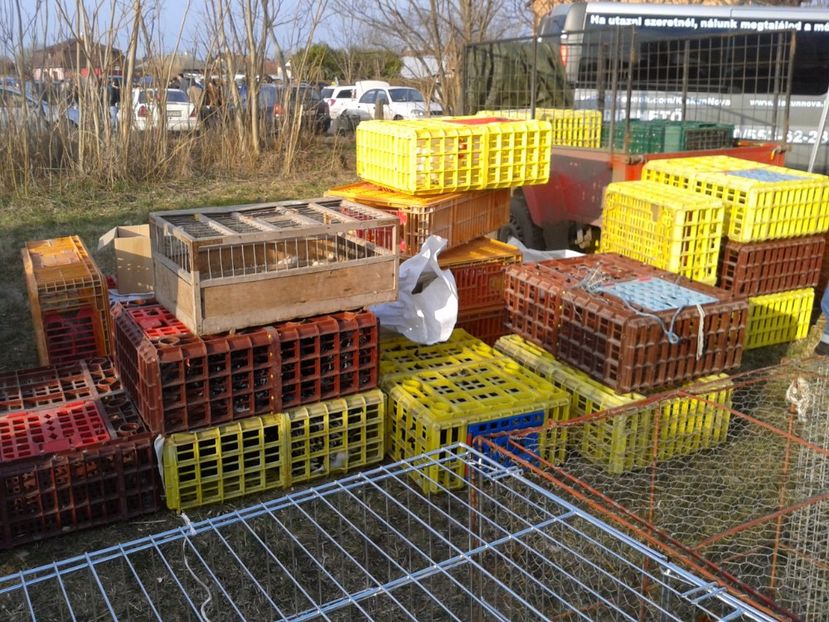 Fotografie0294 - 19 --- targ monor 12 03 2017