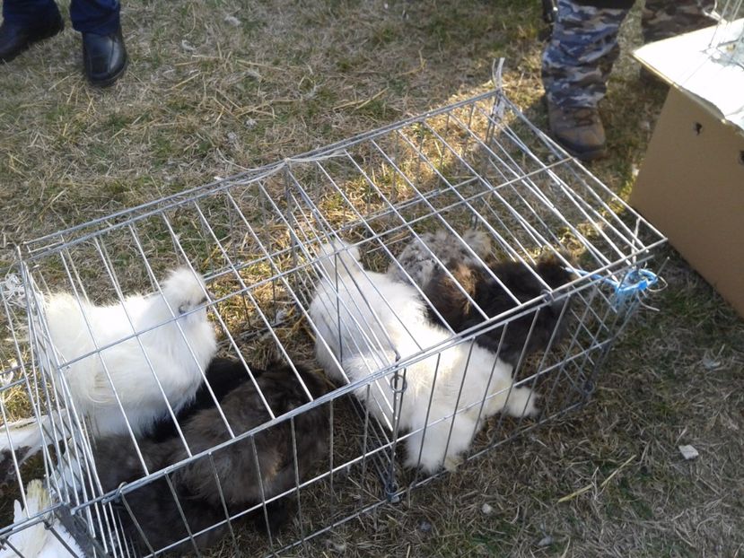 Fotografie0295 - 19 --- targ monor 12 03 2017