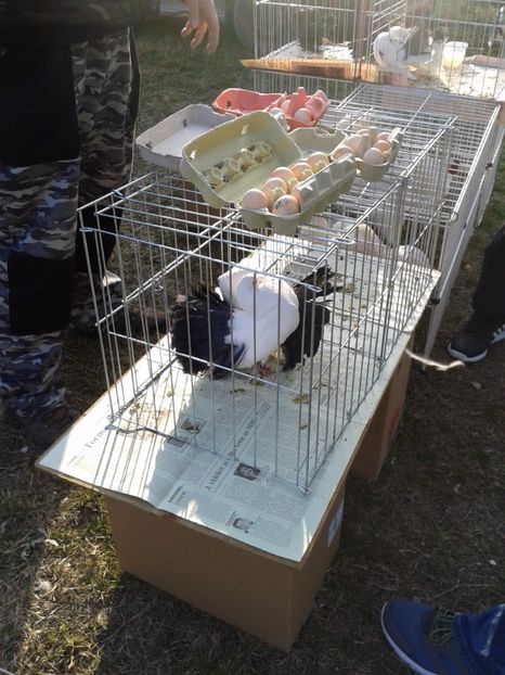 Fotografie0296 - 19 --- targ monor 12 03 2017