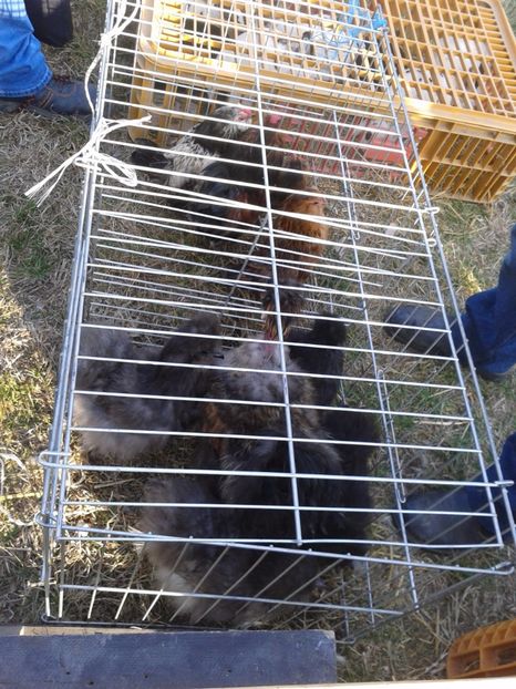 Fotografie0298 - 19 --- targ monor 12 03 2017