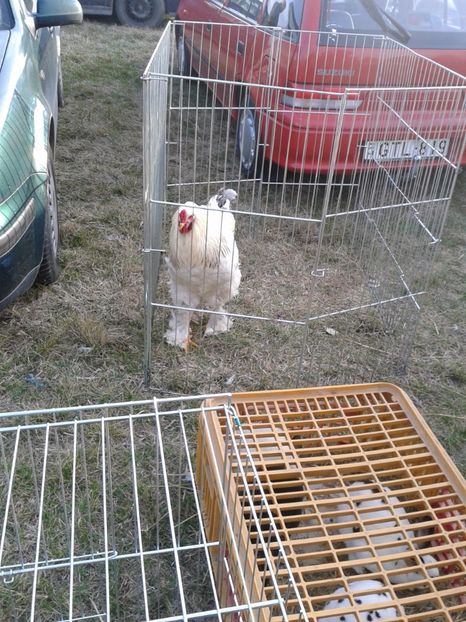 Fotografie0299 - 19 --- targ monor 12 03 2017