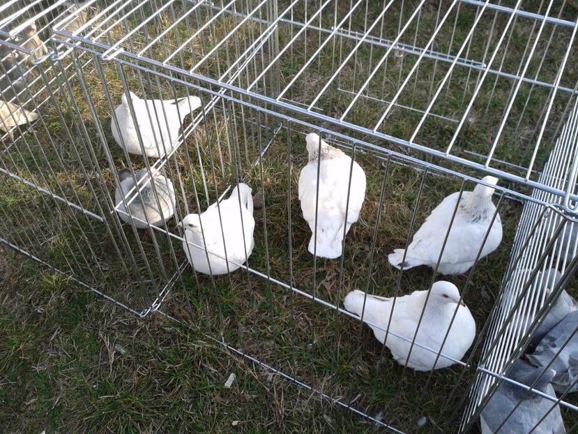 Fotografie0300 - 19 --- targ monor 12 03 2017