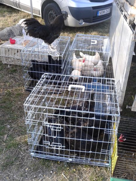 Fotografie0302 - 19 --- targ monor 12 03 2017