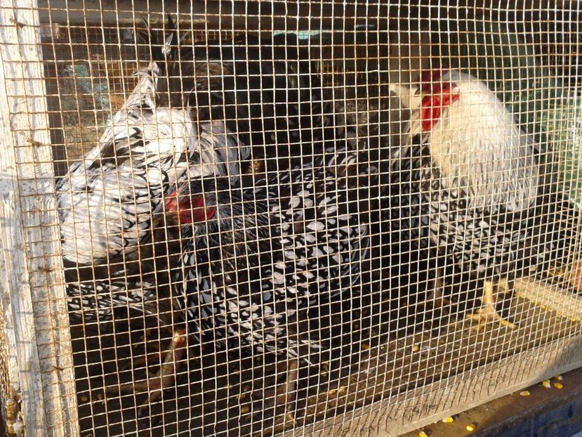 Fotografie0304 - 19 --- targ monor 12 03 2017