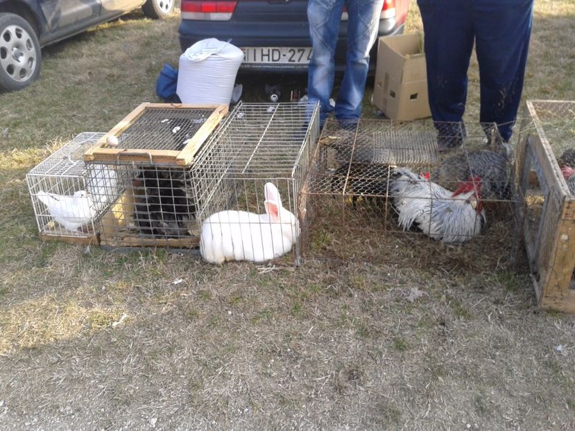 Fotografie0305 - 19 --- targ monor 12 03 2017