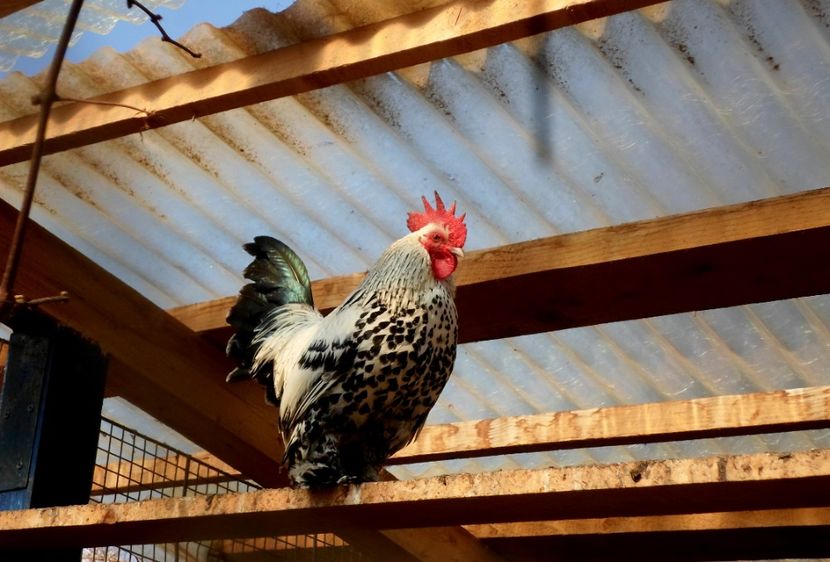  - H - Mii de flori 2017