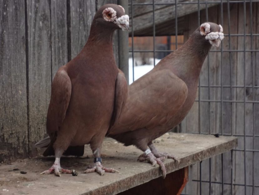 VANDUTI. - 04-CARUNCULAT DE ORADEA 2008-2017