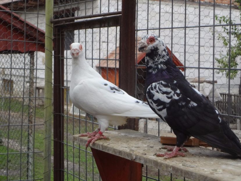 2016-2017 - 04-CARUNCULAT DE ORADEA 2008-2017