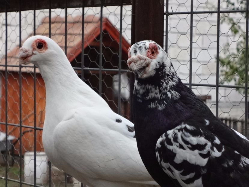 VANDUTI. - 04-CARUNCULAT DE ORADEA 2008-2017