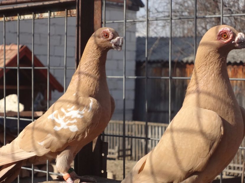 2016-2017 - 04-CARUNCULAT DE ORADEA 2008-2017