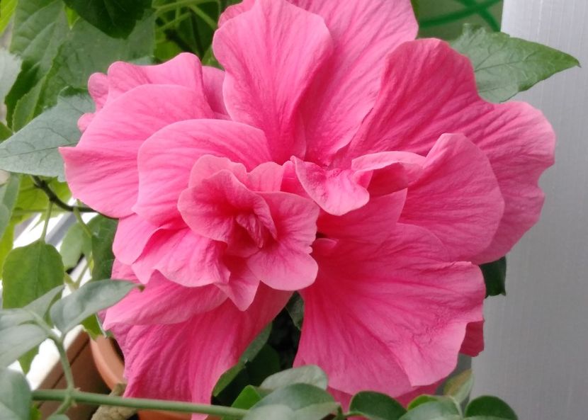  - Hibiscusi 2017 - 2018