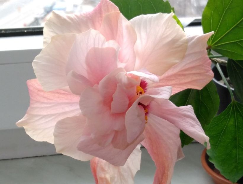  - Hibiscusi 2017 - 2018