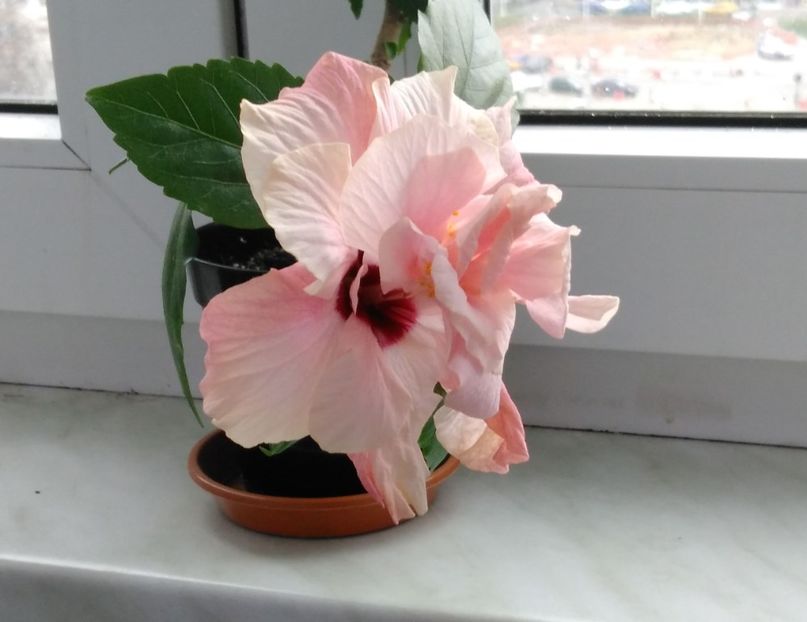  - Hibiscusi 2017 - 2018