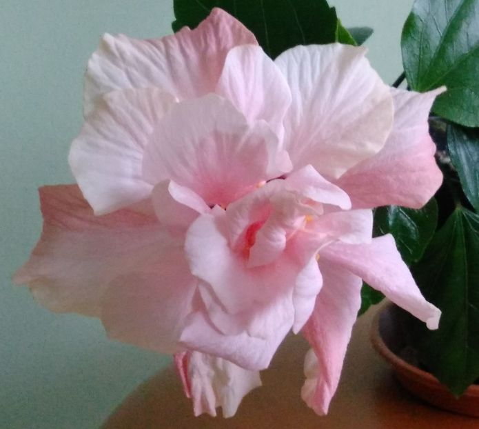  - Hibiscusi 2017 - 2018