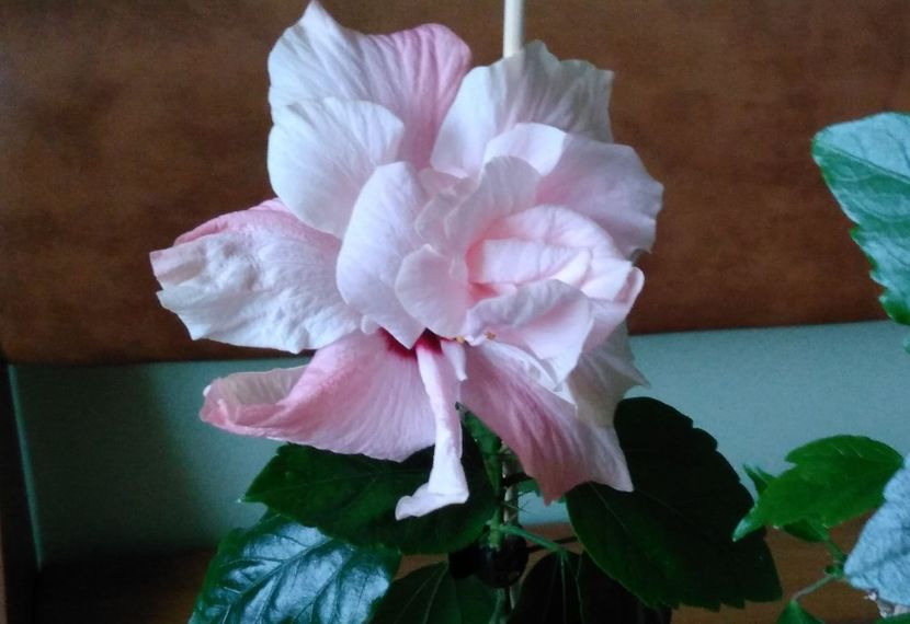  - Hibiscusi 2017 - 2018