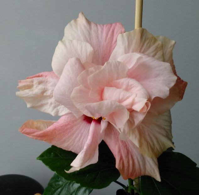  - Hibiscusi 2017 - 2018