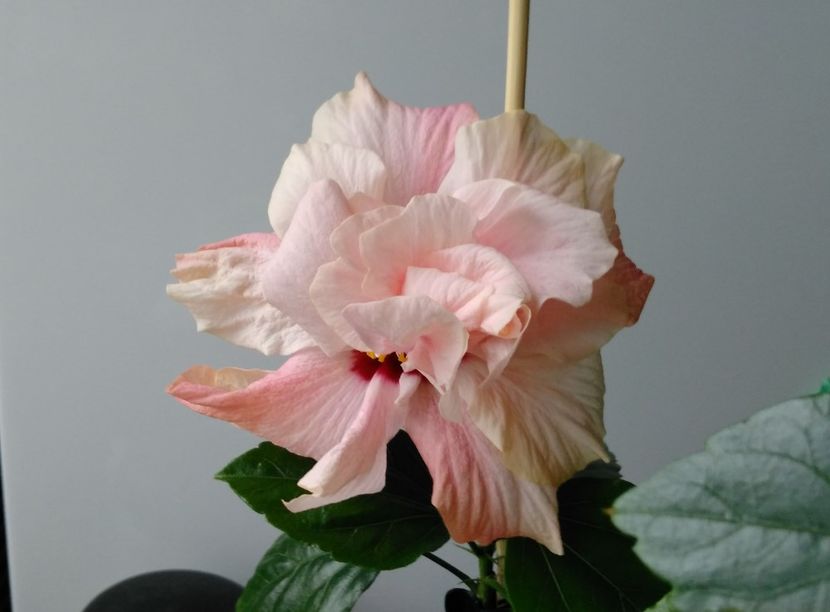  - Hibiscusi 2017 - 2018