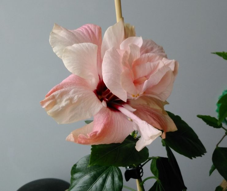  - Hibiscusi 2017 - 2018