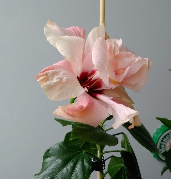  - Hibiscusi 2017 - 2018