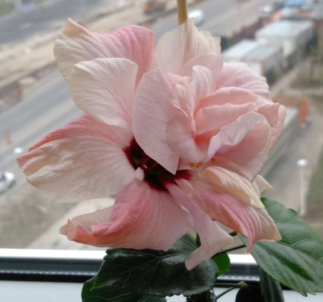  - Hibiscusi 2017 - 2018