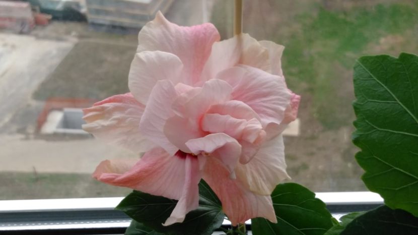  - Hibiscusi 2017 - 2018