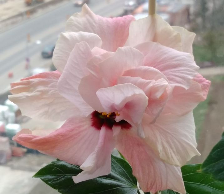  - Hibiscusi 2017 - 2018