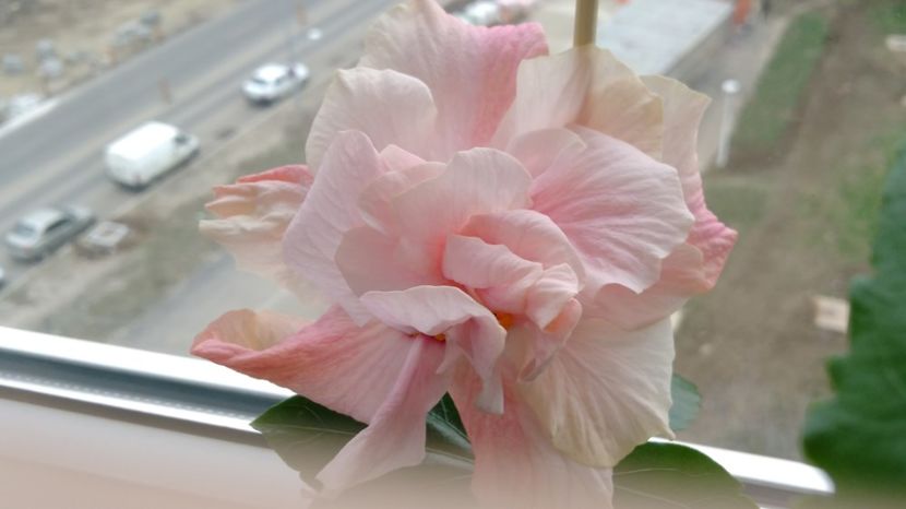  - Hibiscusi 2017 - 2018