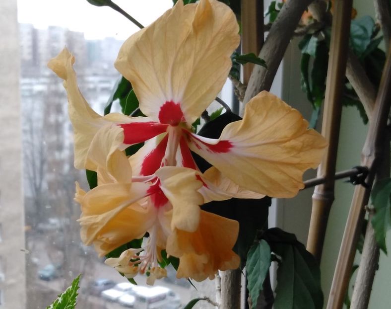  - Hibiscusi 2017 - 2018